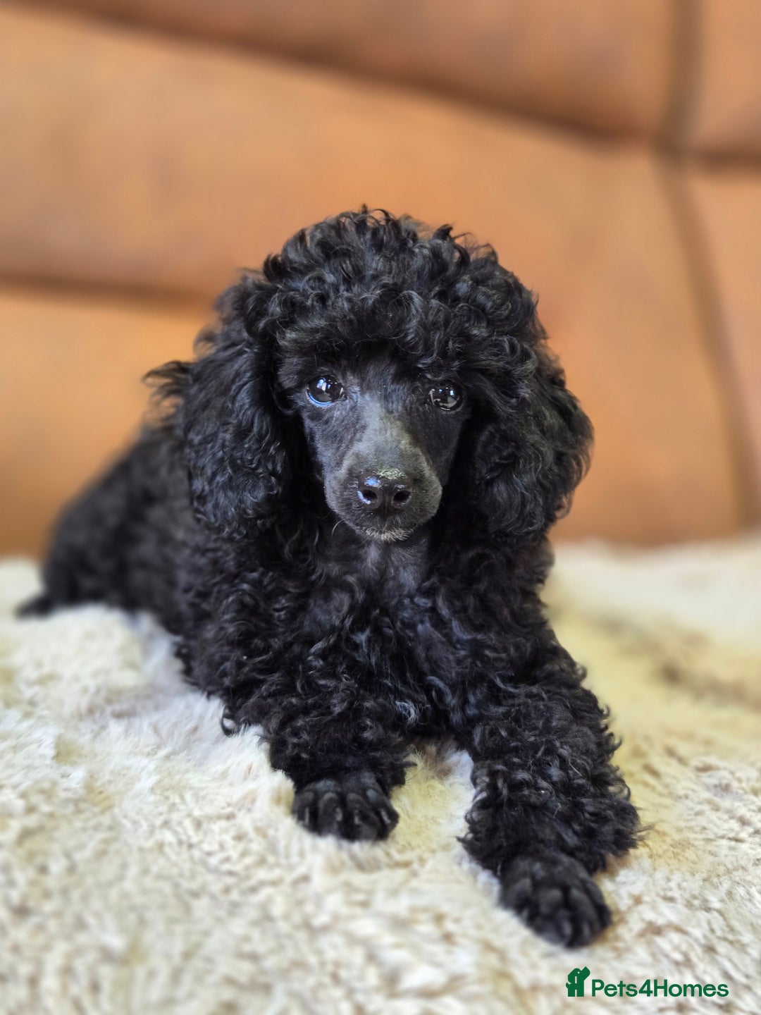 Toy Poodle dogs for sale: Stunning tiny Black girl Toy Poodle - Image 5