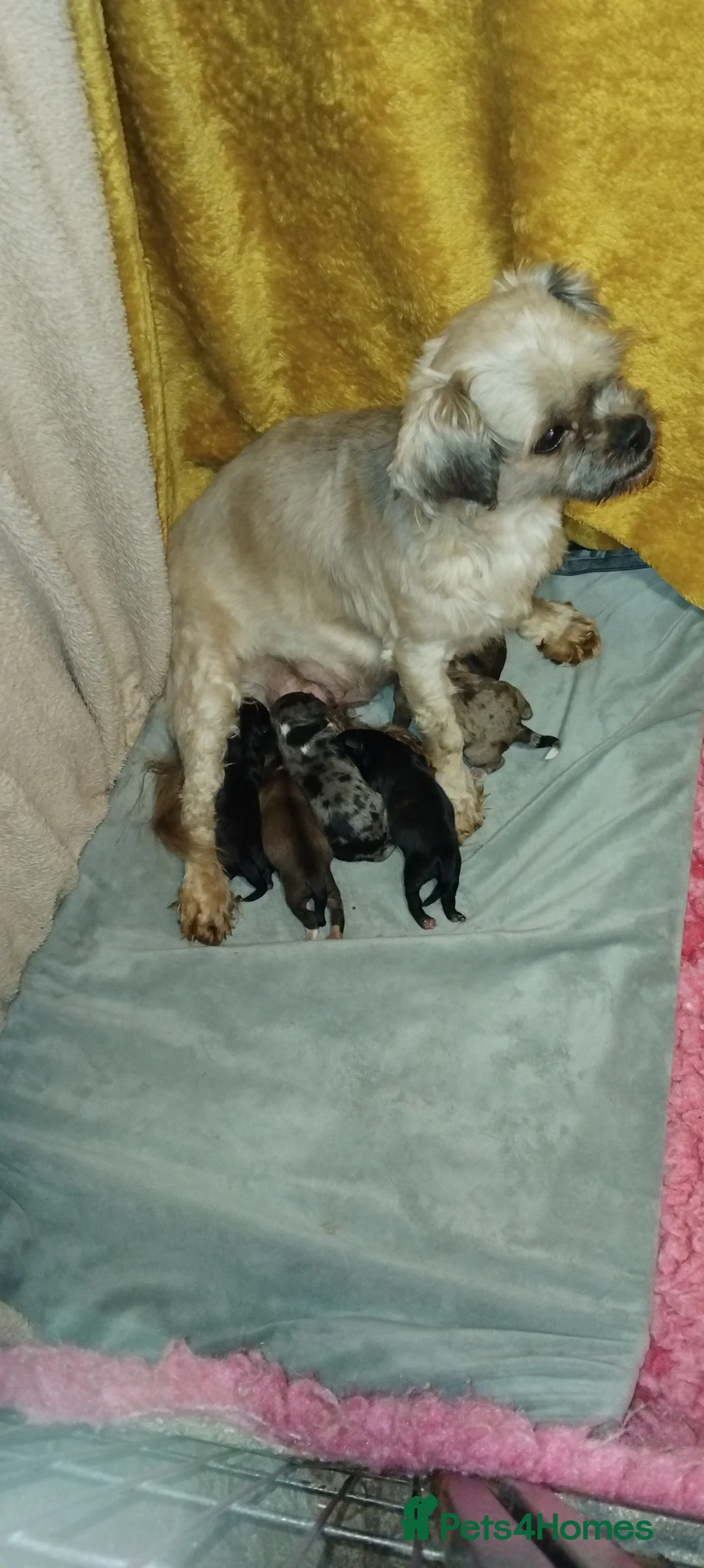 Shihpoo dogs for sale: Beautiful shihpoo puppys  - Advert 7