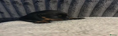 Miniature Dachshund 3