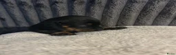 Miniature Dachshund dogs for sale: Miniature Dachshund Puppies - Advert 9