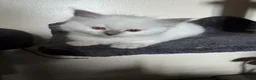 Ragdoll cats for sale: 🐾 TICA registered Ragdoll Kittens 🐾 in Dewsbury - Advert 9