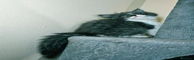 Maine Coon 1