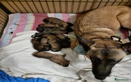 Belgian Shepherd Dog dogs for sale: Beautiful Belgian Malinois Puppies  - Image 9