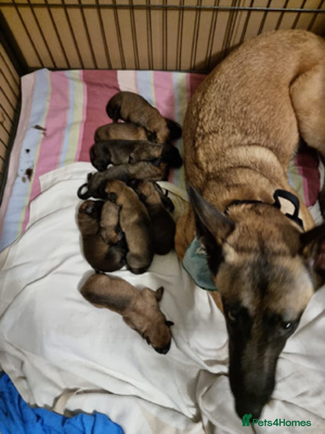 Belgian Shepherd Dog dogs for sale: Beautiful Belgian Malinois Puppies  - Image 9