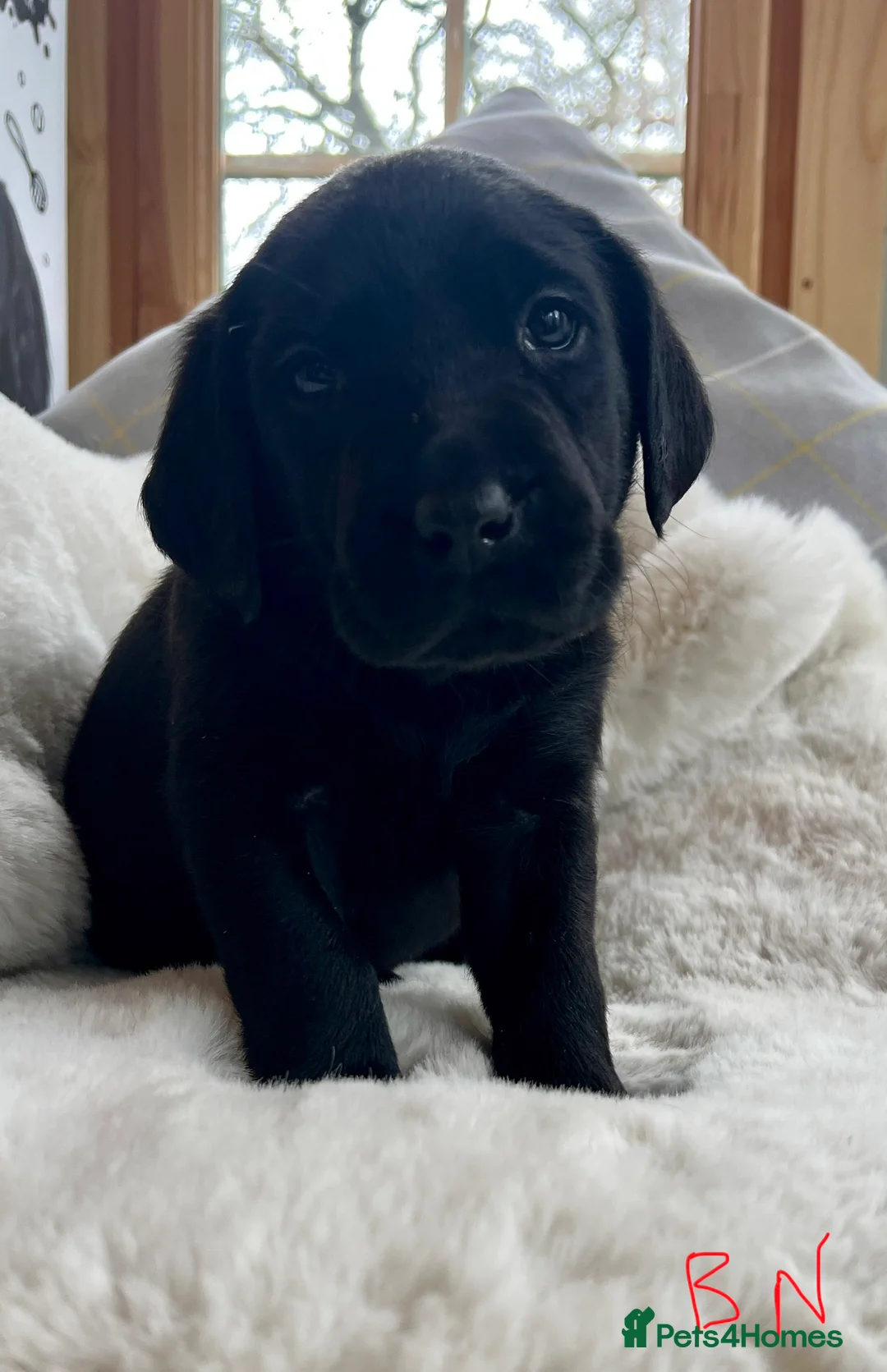 Labrador Retriever dogs for sale: KC black Labradors  - Advert 11