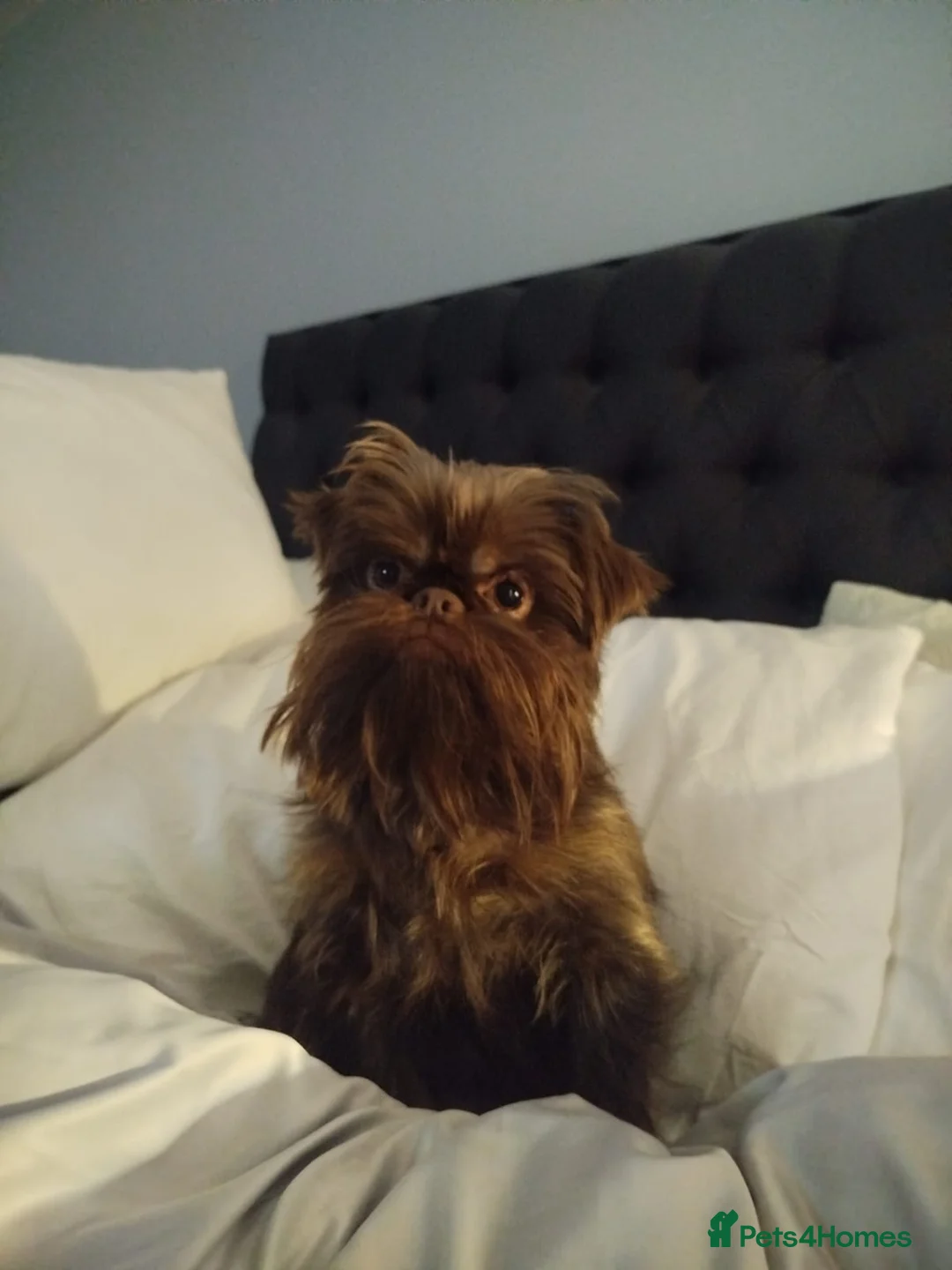 Griffon Bruxellois dogs for sale: Adorable chocolate boy - Advert 16