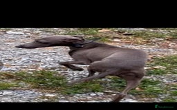 Italian Greyhound dogs for sale: Iggys pup - Image 2