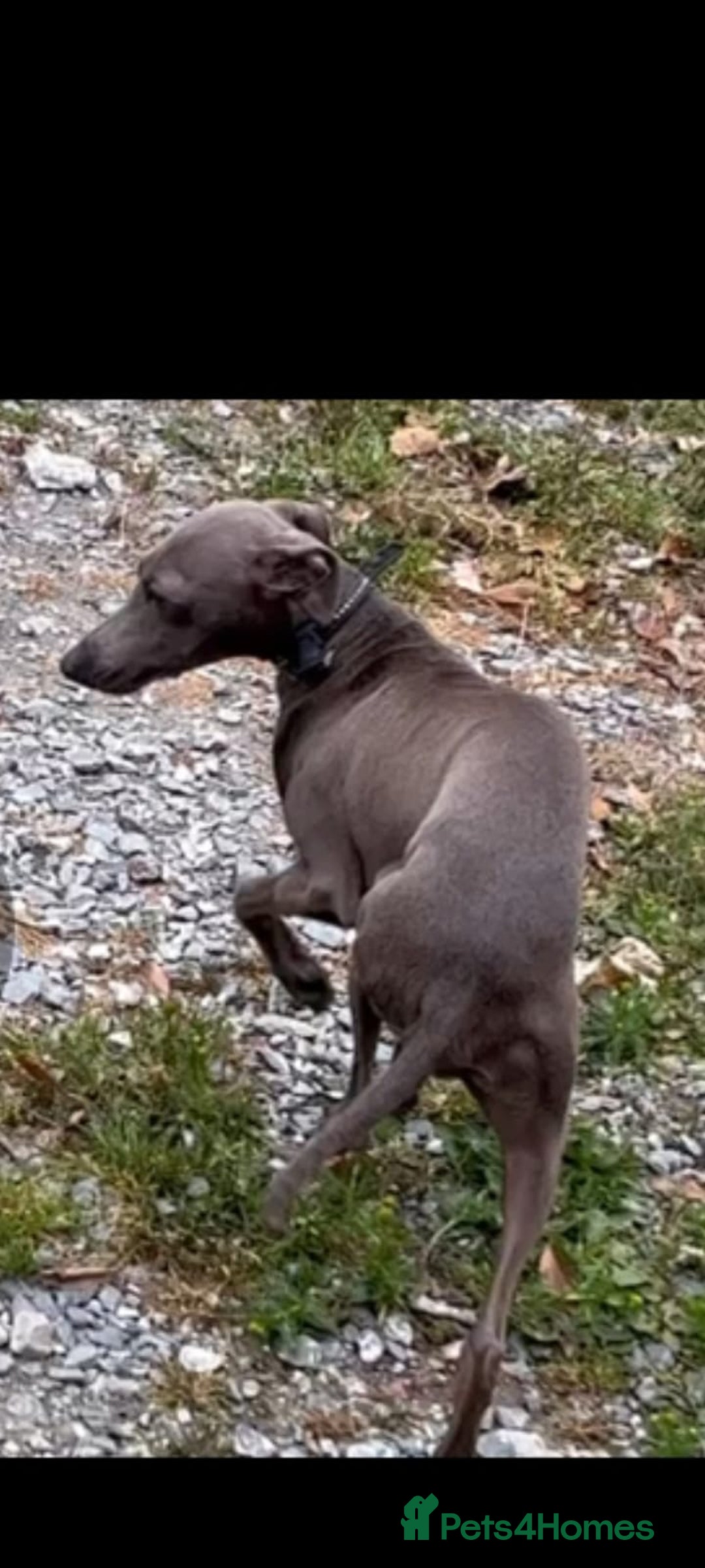 Italian Greyhound dogs for sale: Iggys pup - Image 2