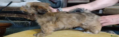 Lhasa Apso Barley