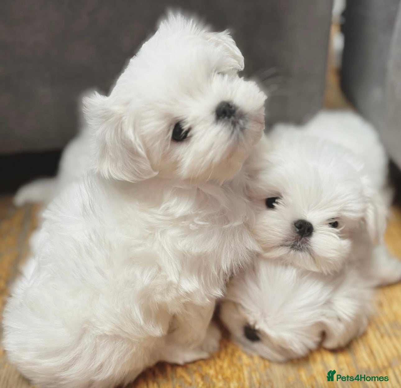 Maltese dogs Tiny Exquisite Full Korean Bambelina Maltese. - Advert 10