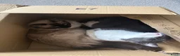 Domestic Shorthair cats for sale: Ragdoll and shorthair Cat for rehoming - Advert 5