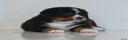 Bernese Mountain Dog dogs for sale: KC REGISTERED BERNEESE PUPPIES  - Advert 4