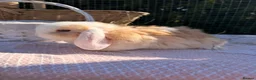 Mini Lop rabbits for sale:  Gorgeous mini Lop babies  - Advert 10
