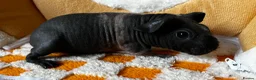 Guinea Pig rodents for sale: Female skinny pigs x2 - Advert 2