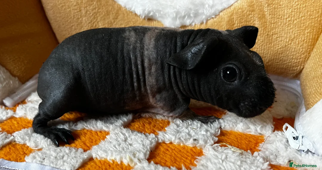 Guinea Pig rodents for sale: Female skinny pigs x2 - Advert 2