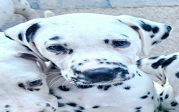 Dalmatian dogs for sale: Champion Lines Dalmatian Puppies - Image 6