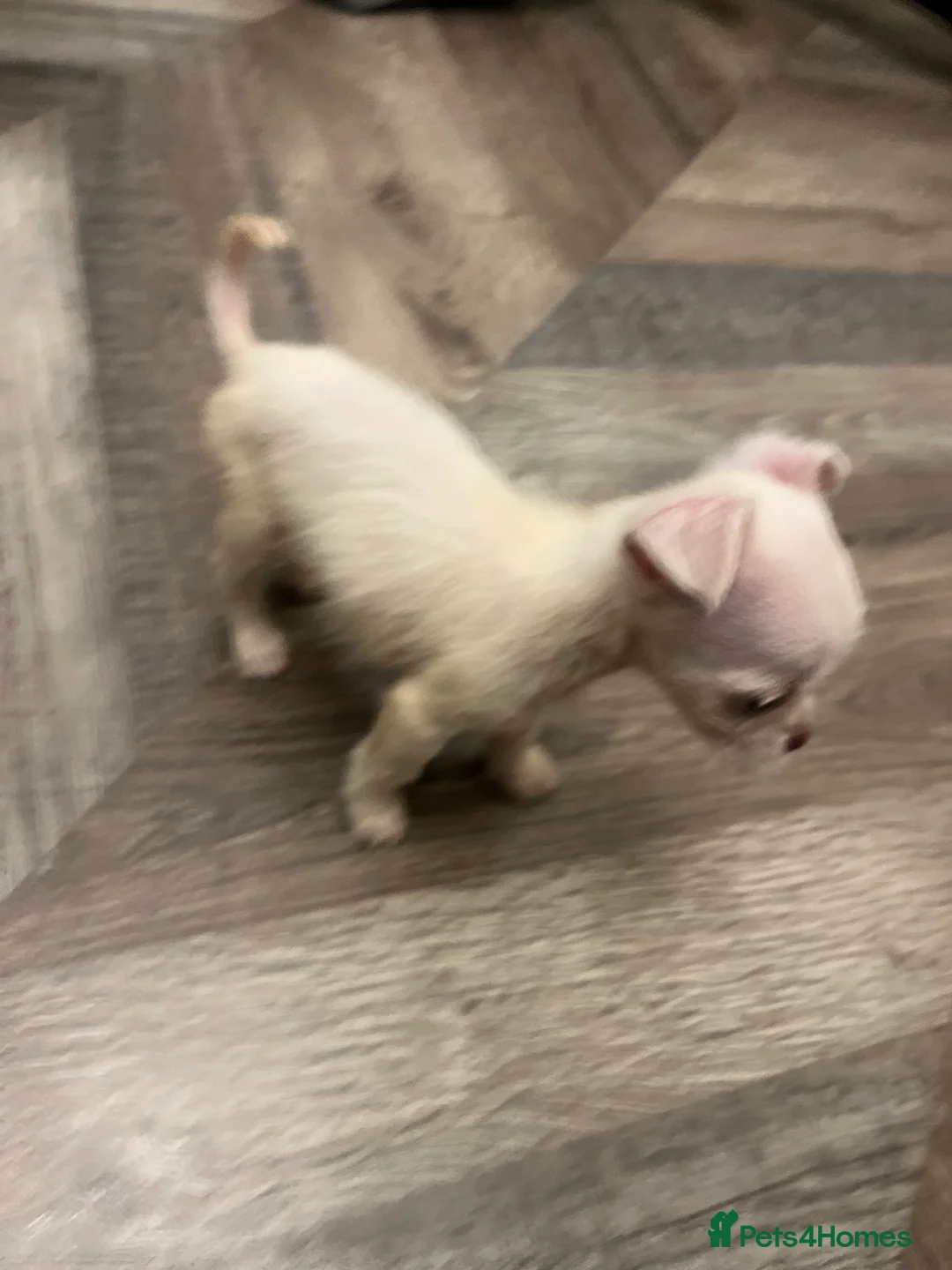 Mixed Breed dogs for sale: Chihuahua mixed breed - Advert 8