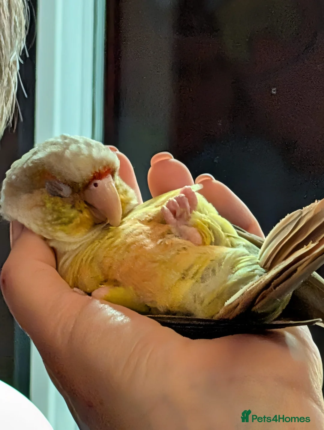 Conures birds for sale: SHARONS HAND-REARED BIRDS in Dungannon - Advert 1