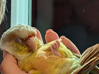 Conures birds SHARONS HAND-REARED BIRDS - Advert 2