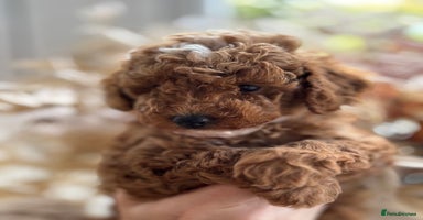 Toy Poodle dogs - Advert 16
