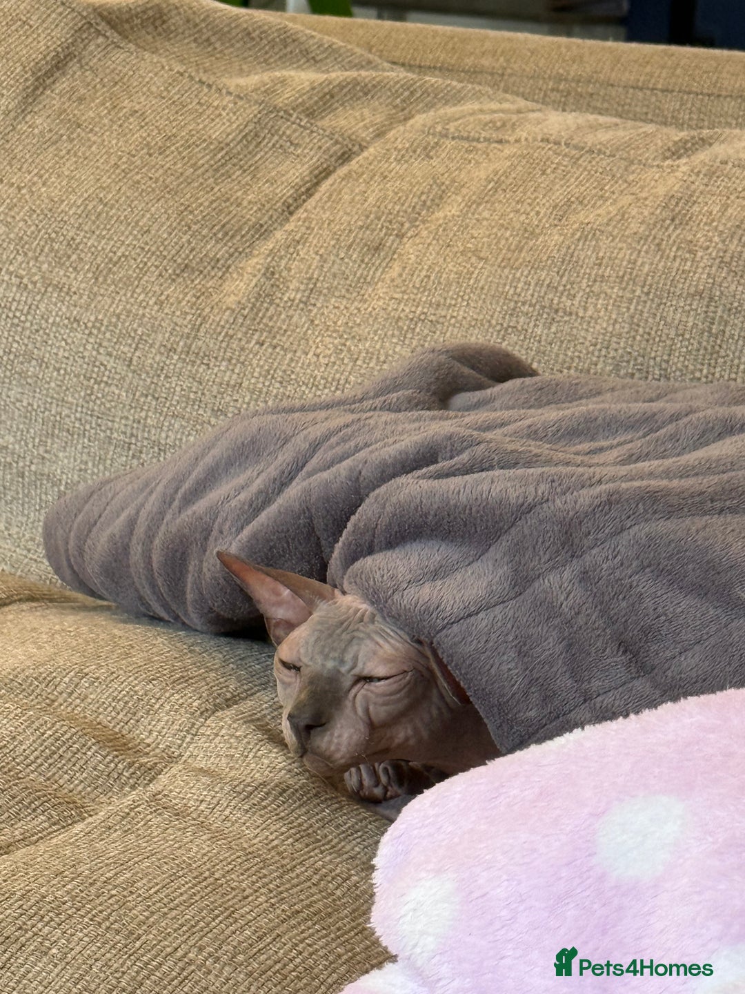 Sphynx cats for sale: Tuco loving shpynx boy  - Image 3