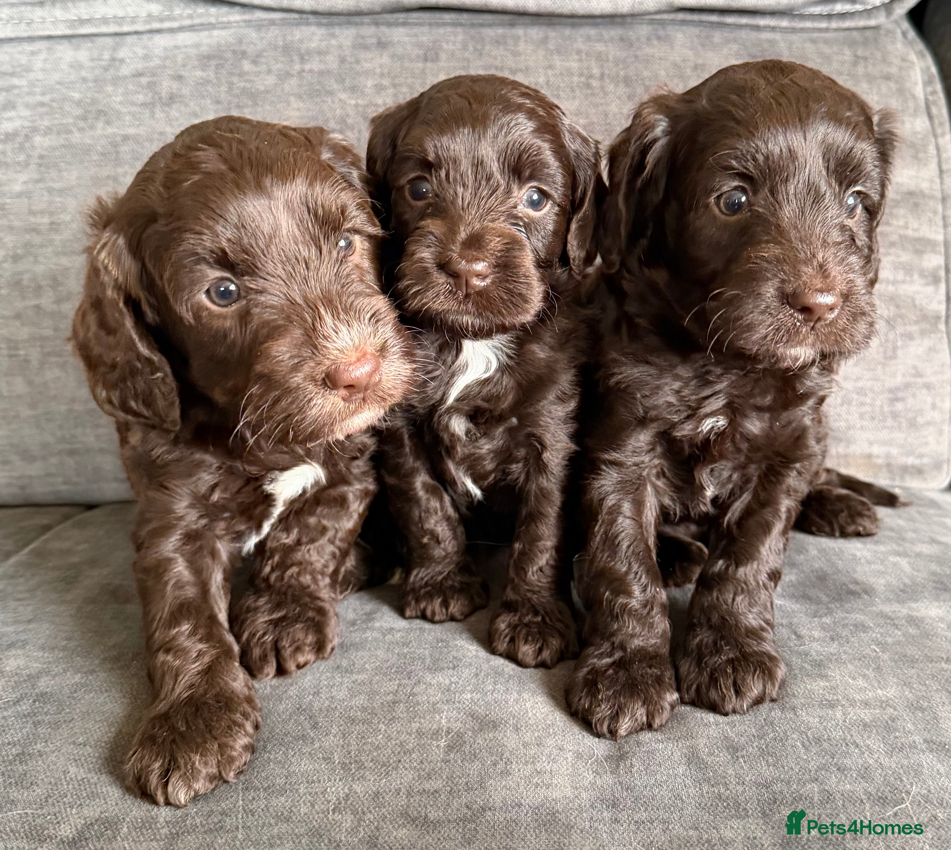 Cockapoo dogs Cockapoo F1 puppies - Advert 3