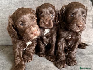 Cockapoo dogs Cockapoo F1 puppies - Advert 3