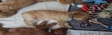 Cockapoo 1