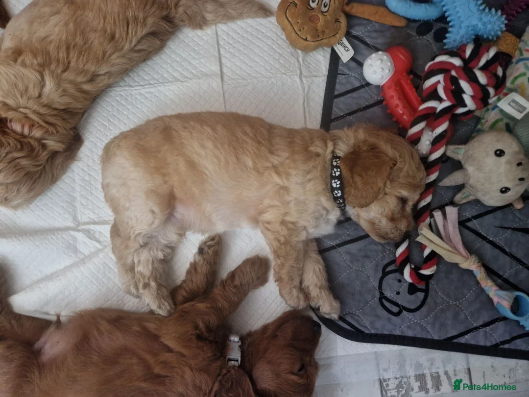 Cockapoo dogs for sale: Cockapoo  in Weston-super-Mare - Advert 2