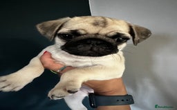 Pug dogs for sale: One cute pug puppies! £800 or best offer  - Image 13