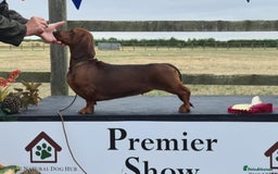 Dachshund dogs for sale: ❤️Super quality. Fully vaccinated and ready now❤️  - Image 4