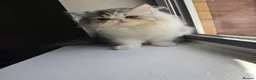 Persian cats for sale: Persian Kittens – Bi-Color - Thick Fur Punch Face - Advert 11