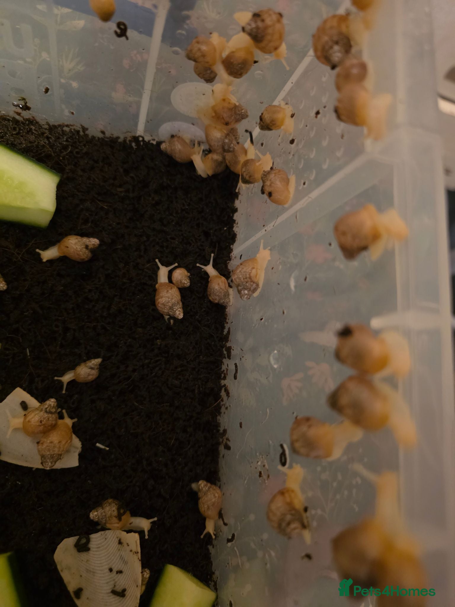 Mixed Breed reptiles African land snail  - Advert 1