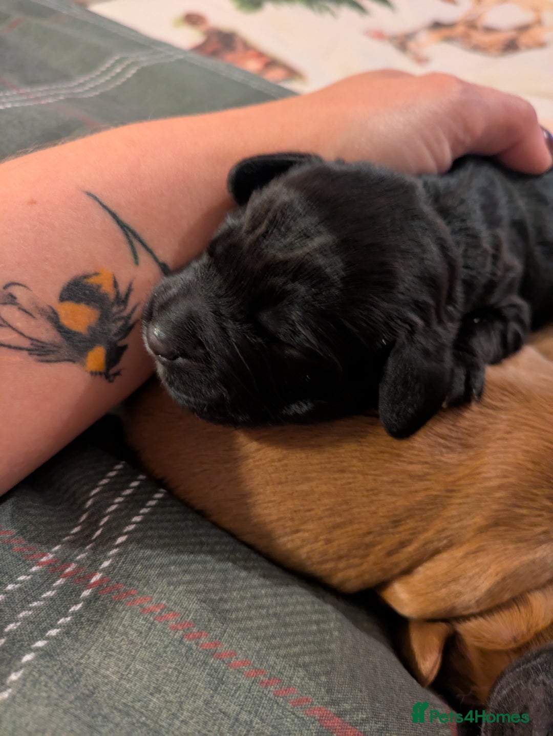 Cocker Spaniel dogs for sale: Cocker spaniel puppies  - Advert 6