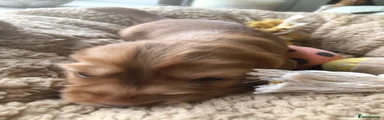 Cocker Spaniel 2