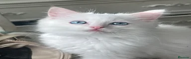 Ragdoll 1