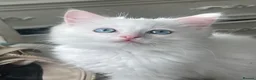 Ragdoll cats for sale: Beautiful Ragdoll Kittens - Advert 19