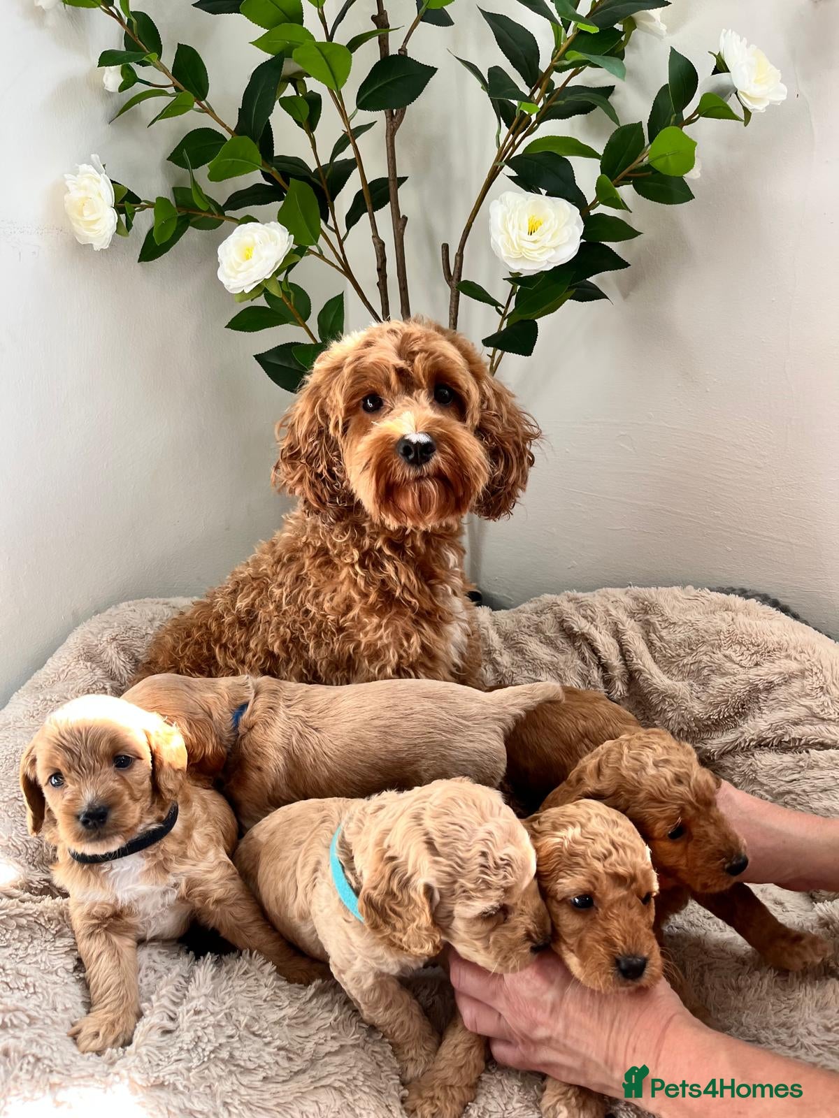 Cockapoo dogs Beautiful Cockapoo F1B Puppies  🐶❤️ - Advert 14