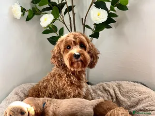 Cockapoo dogs Beautiful Cockapoo F1B Puppies 🐶❤️ - Advert 3