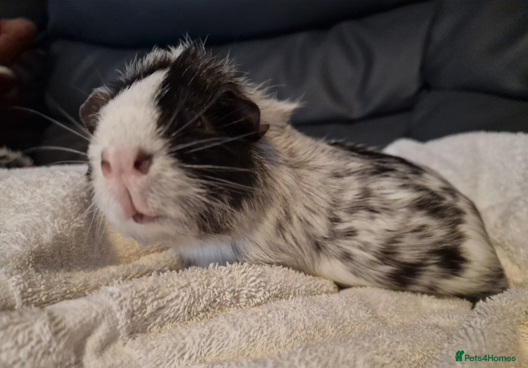 Guinea Pig rodents for sale: Male Guinea pig, special home needed - Advert 1