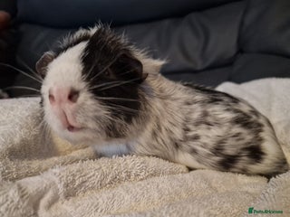 Guinea Pig rodents Male Guinea pig, special home needed - Advert 1