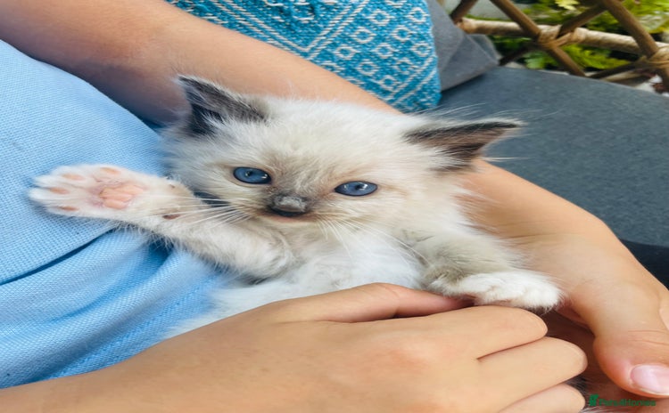 Ragdoll cats - Advert 3