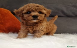 Cockapoo dogs for sale: Adorable best friend pups, sold fully vaccinated - Image 31