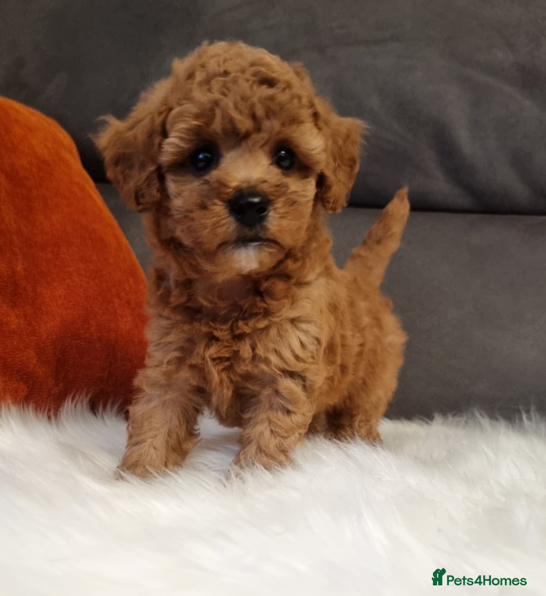 Cockapoo dogs for sale: Adorable best friend pups, sold fully vaccinated - Image 31