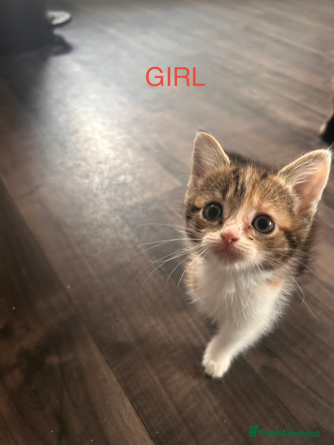 British Longhair cats for sale: Kittens for sale  - Advert 2