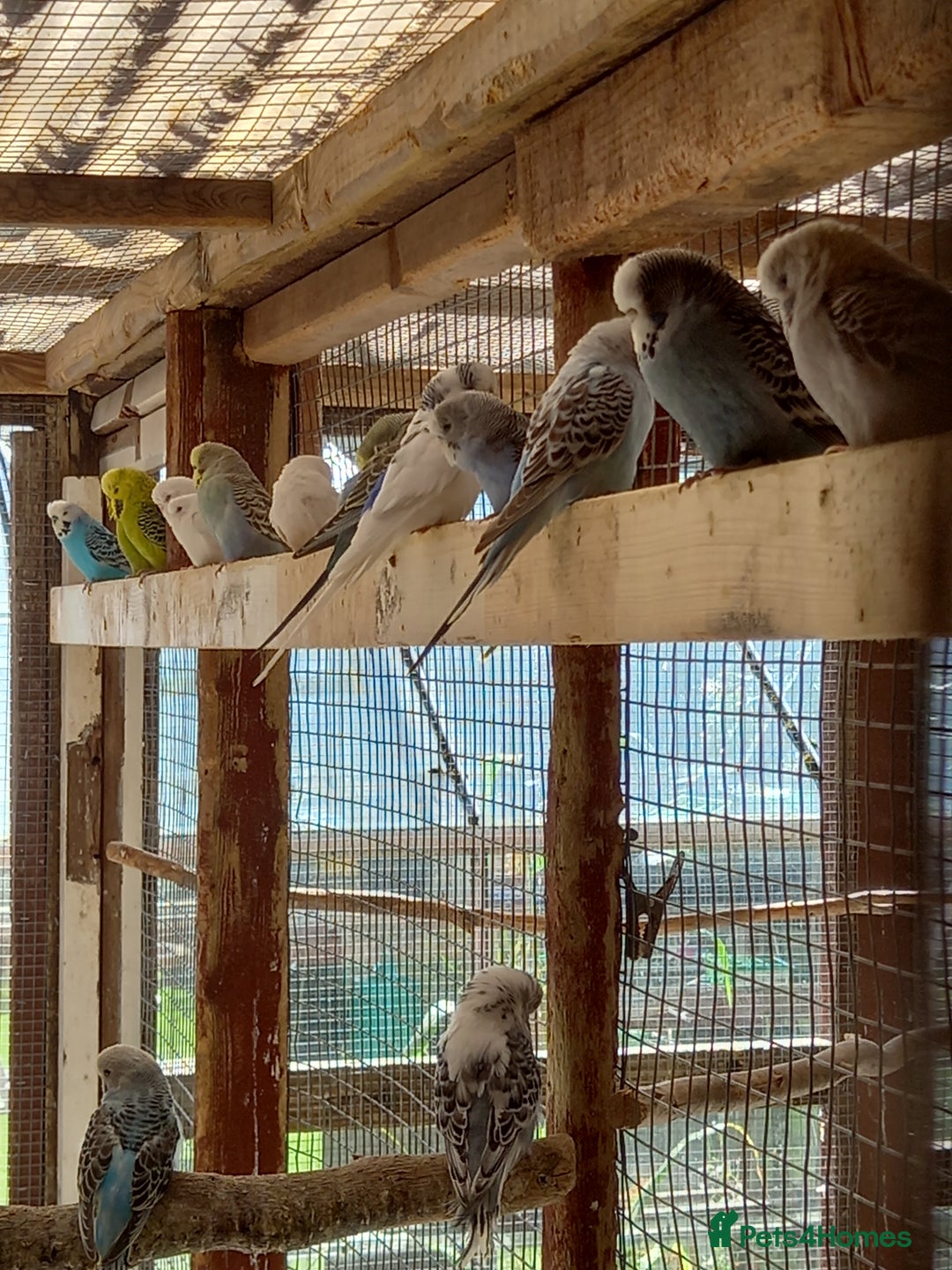 Budgerigars birds for sale: Young budgies for sale £20 sandbach cheshire - Image 8