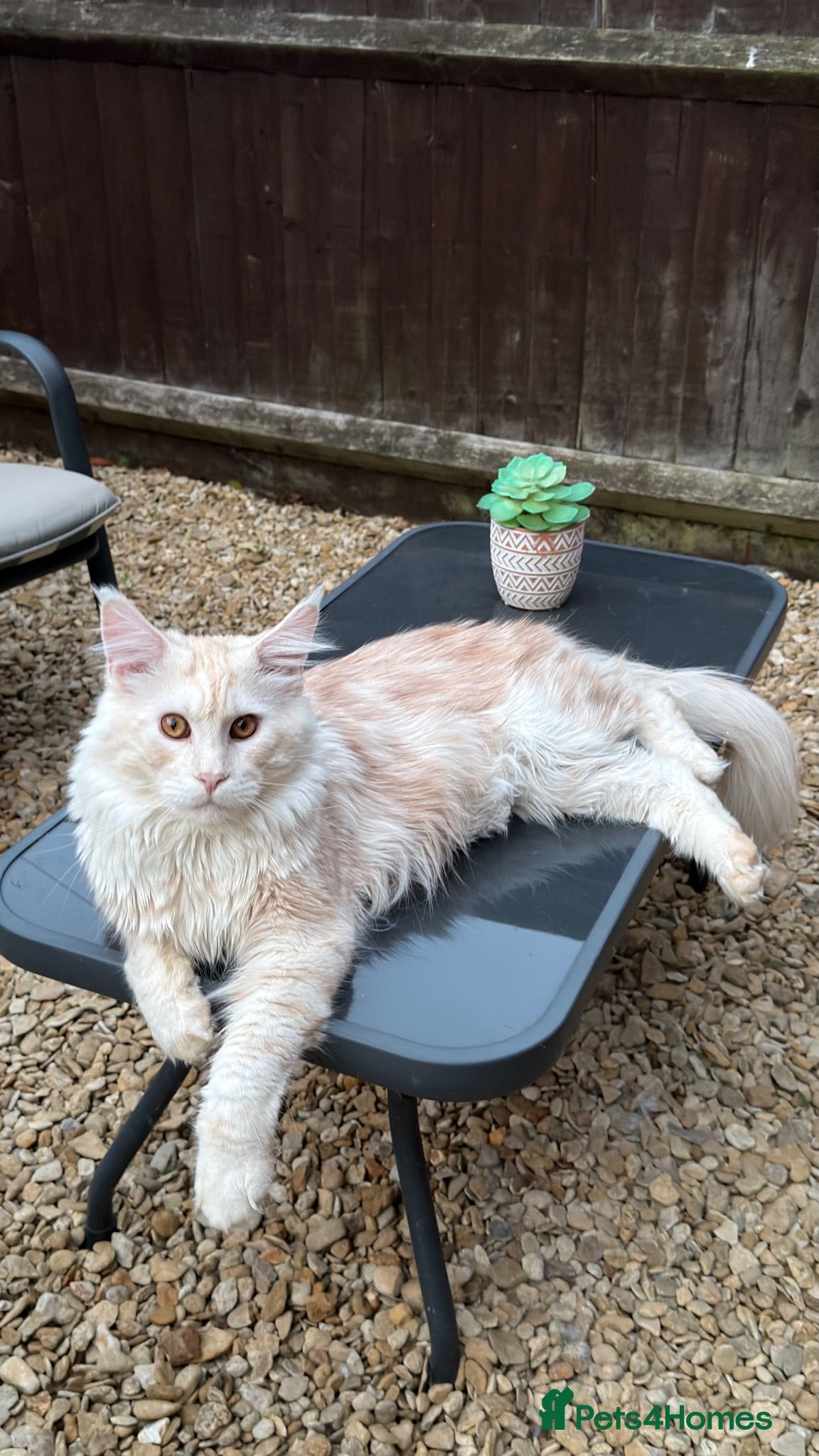Maine Coon cats Simba  - Advert 3