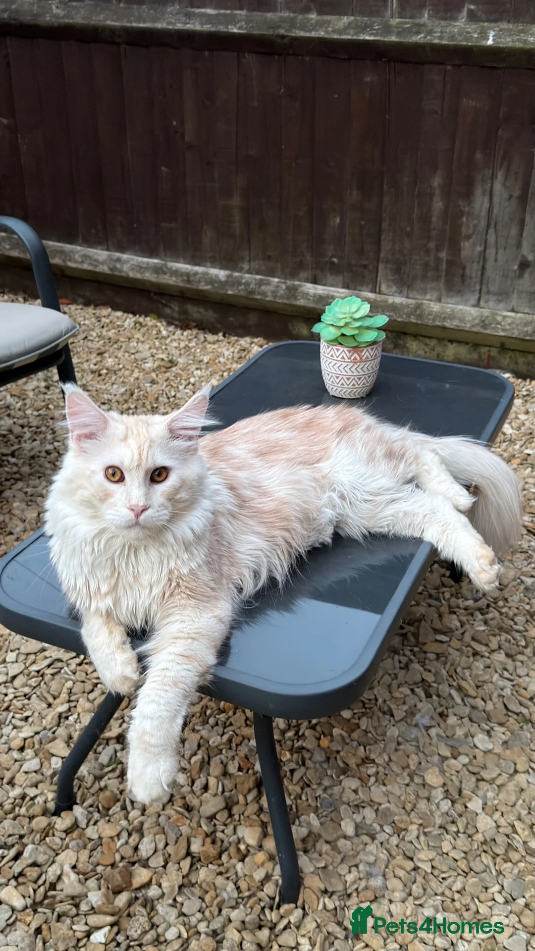 Maine Coon cats for stud: Simba  - Advert 1