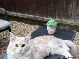 Maine Coon cats Simba - Advert 3