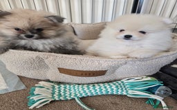 Pomeranian dogs for sale: Miniature Pomeranian Puppies For Sale  - Advert 1